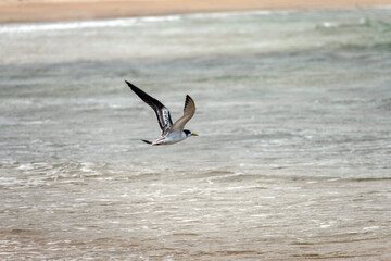Great Crested Tern (Thalasseus bergii)