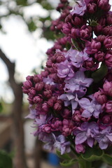 flowers in the garden