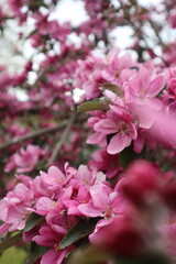 close up of pink flowers