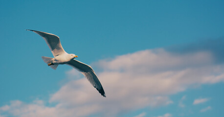 seagull in flight