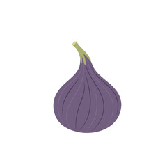 Vector illustration of figs on a white background