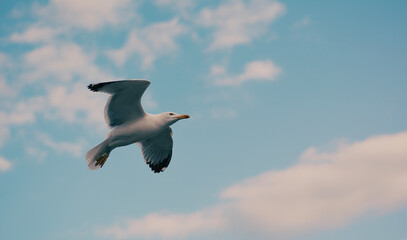 seagull in flight