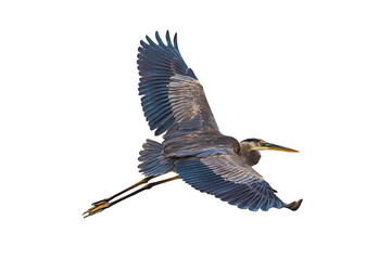 Great Blue Heron (Ardea herodias) Photo in Flight on a Transparent Background - 587424694