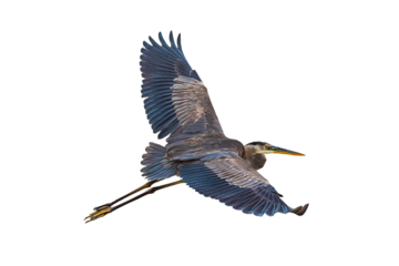 Great Blue Heron (Ardea herodias) Photo in Flight on a Transparent Background