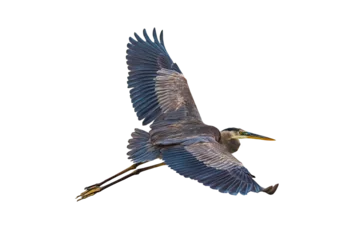 Foto op Plexiglas Great Blue Heron (Ardea herodias) Photo in Flight on a Transparent Background © Jim