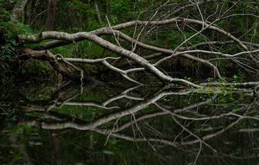 A Fallen Tree On The Bayou. Southeast Louisiana. March 2023.