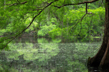 Louisiana Bayou From Under A Large Cypress Tree. March 2023.