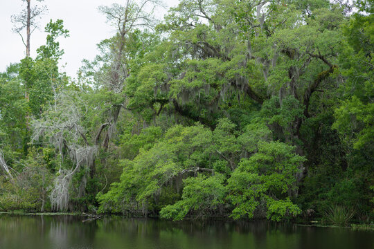 A Live Oak On The Banks Of The Bayou In Southeast Louisiana. March 2023. - Powered by Adobe