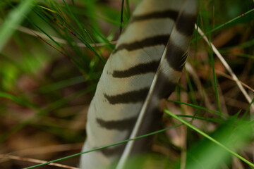 A Hawk Feather Found On The Ground In Southeast Louisiana. March 2023.