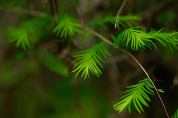 Bright Green Cypress Branch. Southeast LA. March 2023.