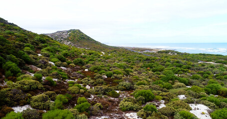 Plants growing on hill by sea