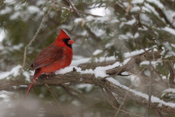 Northern cardinal under the snow
