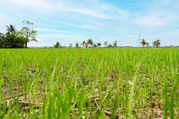 Fototapeta na wymiar Rice seedlings newly planted in a rice field.