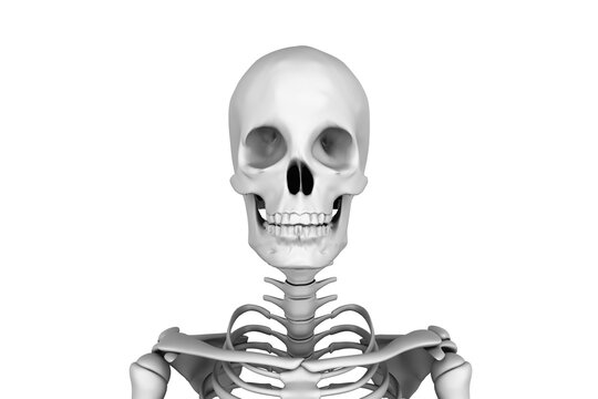 Digital image of human skeleton 