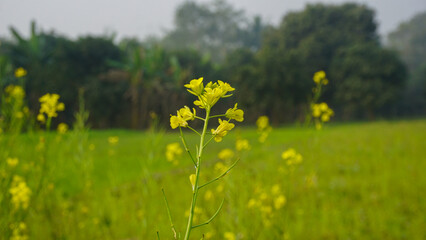 Background of green agriculture in Bangladesh. Image of yellow mustard flower.