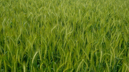 Green grain wheat Background texture. Background of green wheat seed grains.