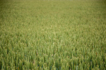 green wheat field