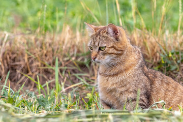 Naklejka na ściany i meble A brown tabby cat sits in the garden on the mowed grass