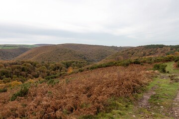 Landscape photo of the autumn colours at Horner woods in Somerset