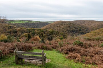 Landscape photo of the autumn colours at Horner woods in Somerset