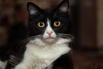 Close-up of a black cat with a white face. Cute kitty