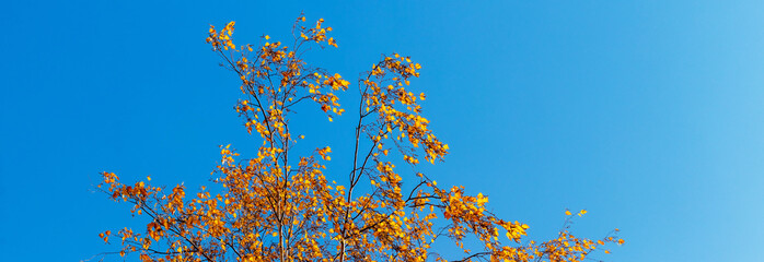 Branches of birch with dry autumn leaves against a blue sky on a sunny day