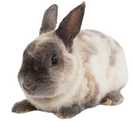 Portrait of brown rabbit sitting