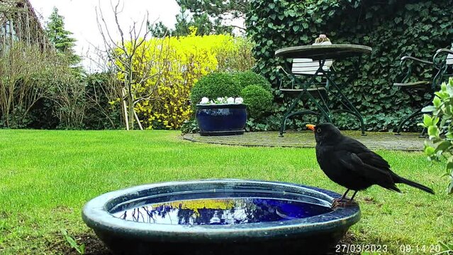 Eine Amsel trinkt am Vogelbad