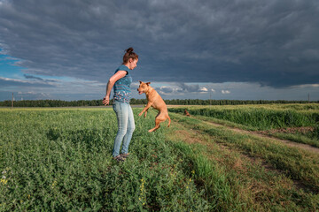 A young beautiful dark-haired girl cynologist trains a pit bull terrier on a summer field.