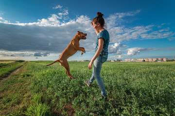 A young beautiful dark-haired girl cynologist trains a pit bull terrier on a summer field.