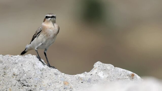4K Video of the Northern wheatear or Oenanthe Oenanthe spring small bird migration sitting on the rock soft background