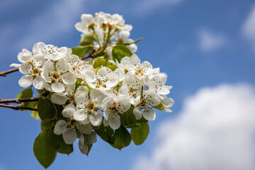 Pyrus communis or common pear tree white flowers on blue sky background