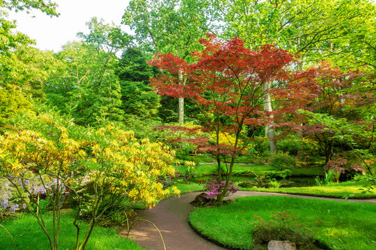 Amazing Japanese maple or palm-shaped maple and  yellow rhododendron bush  blossom anf footpath