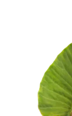 Keuken spatwand met foto Close-up of plant leaf  © vectorfusionart