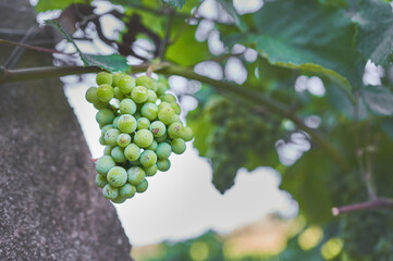 Bunch of grapes hanging from a trellised vine of the Albariño variety, grown in Rias Baixas,...