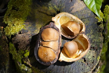 Antiroba seed (Carapa guianensis) of the Meliaceae family. Amazonas, Brazil.