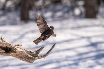 starling landing on a branch