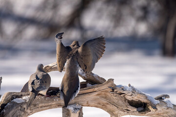 doves on a branch