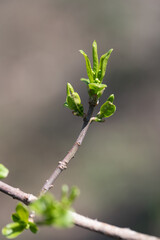 fresh green foliage on a branch in early spring