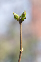First buds and fresh foliage on trees in early spring
