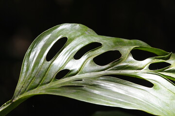 Monstera adansonii, the Adanson's monstera, Swiss cheese plant, or five holes plant, is a species...