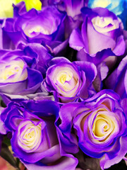 Purple roses natural floral background close up vertical photo. Fresh flowers in bouquet buds top view. Bright colors. Florist shop. Greeting card design template with copy space.