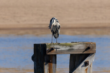 Grey heron in the sunshine perched on top of an old wooden bridge support