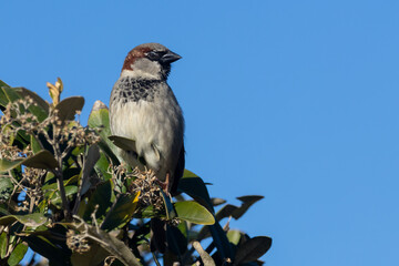 Male sparrow perched on the top of a bush in bright sunshine and blue sky