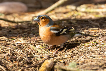Male chaffinch in the sunlight foraging in the woodland undergrowth