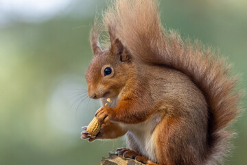 Scottish red squirrel perched on a branch in the sunshine eating a monkey nut