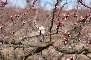 blossom in spring