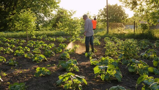 Farmer spraying pesticide sprayer garden farm vegetable garden spraying crop protection plant field rows. Agriculture fertilizer spraying insecticide. Fungicide. Herbicide. Backpack sprayer knapsack