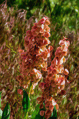 Digitally created watercolor painting of flowering Rumex hymenosepalus commonly known as canaigre dock ganagraor