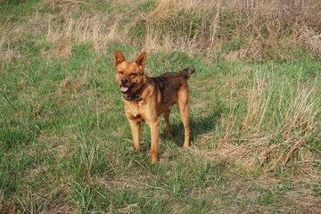 german shepherd dog ginger 